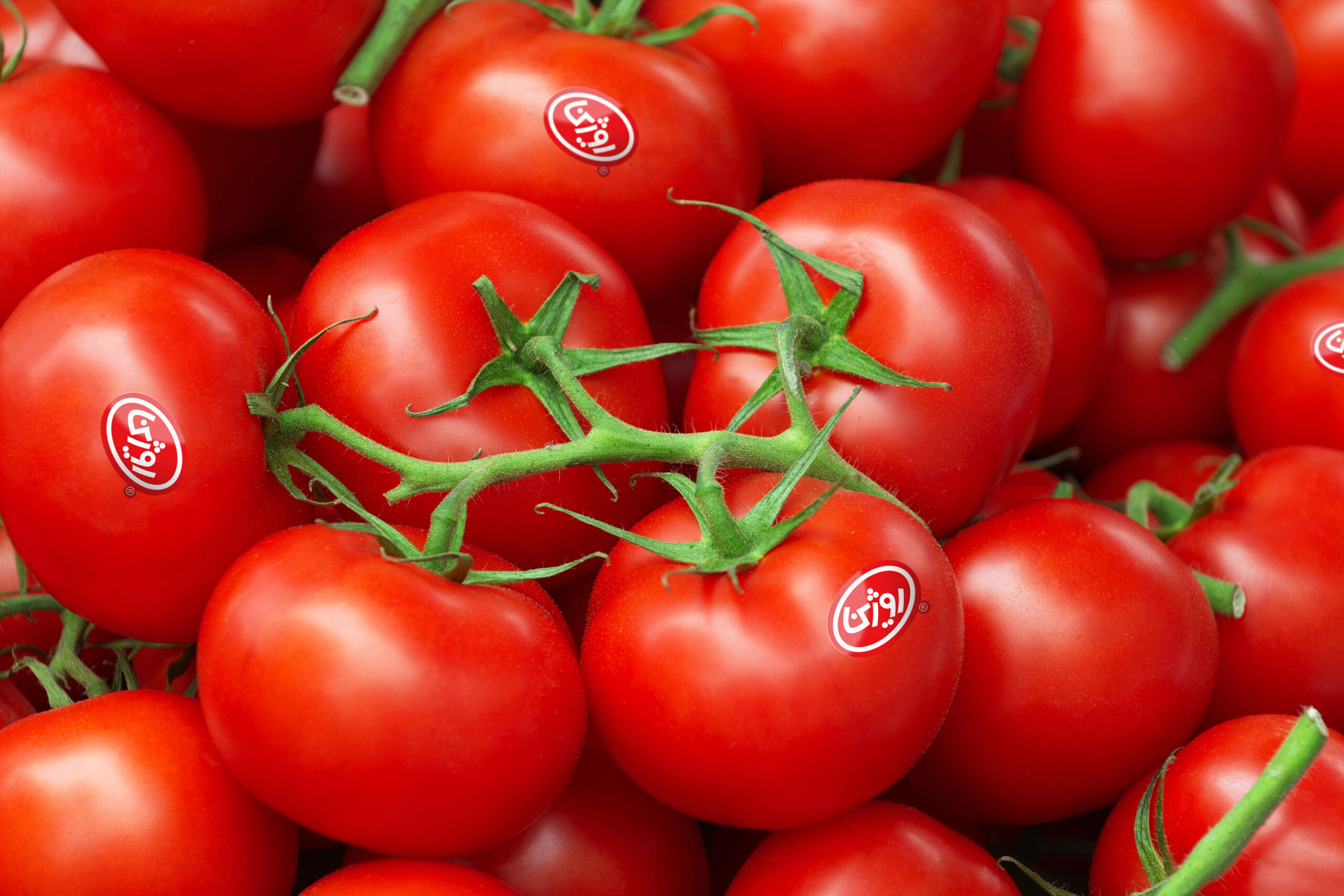 Rojin Tomato_Paste Studio_Abbasi Graphic_Design Branding Visual_Identity